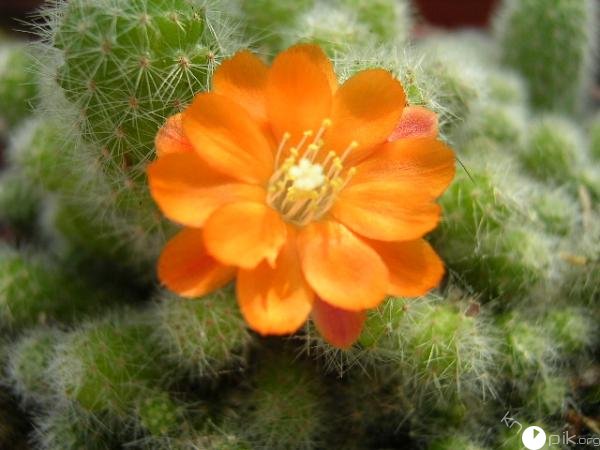Почему кактусы так красиво цветут