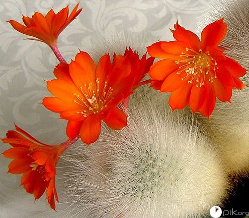 Почему кактусы так красиво цветут