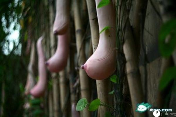 Как растет вьетнамская дыня
