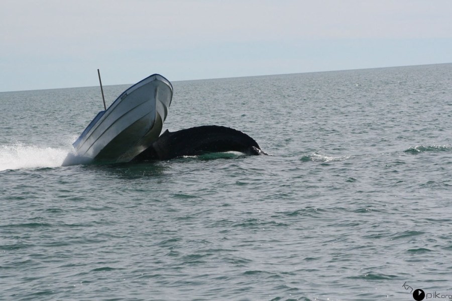 Опасные игры горбатого кита