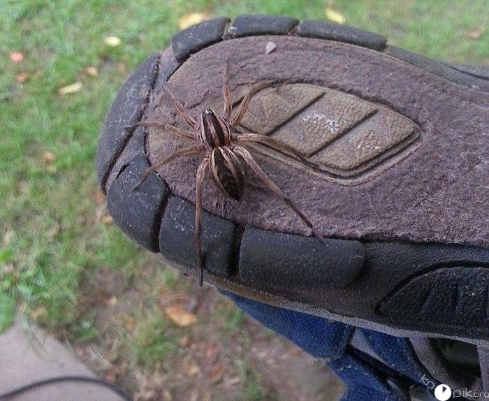 Жители Австралии проверяют обувь, перед тем как её одеть